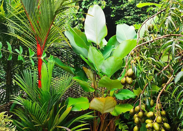Reve Tropical D'hotes Apartment *