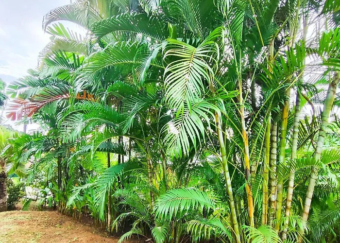 Reve Tropical D'hotes *